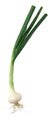 Onion.jpg, 2 KB